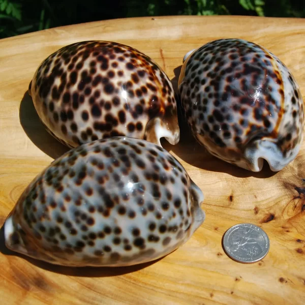 Giant Tiger Cowrie